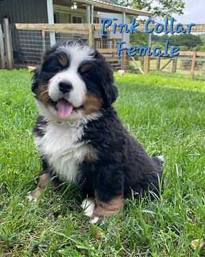 Bernese puppies