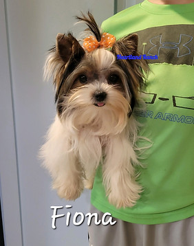 Yorkie puppy