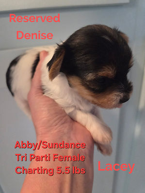 Yorkie puppies for sale