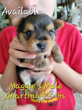 Yorkie puppy