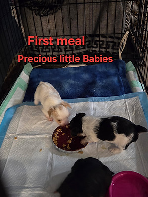 Yorkie puppies for sale