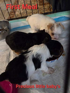Yorkie Puppies for sale