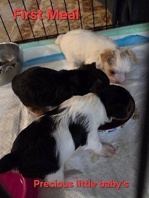 Yorkie Puppies for sale