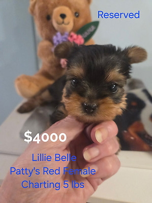 Yorkie puppies for sale