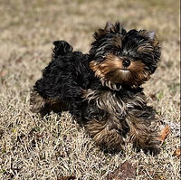 Yorkie puppy