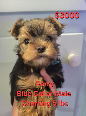 Yorkie puppy