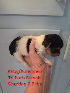 Yorkie puppie for sale