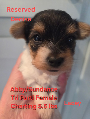 Yorkie puppies for sale