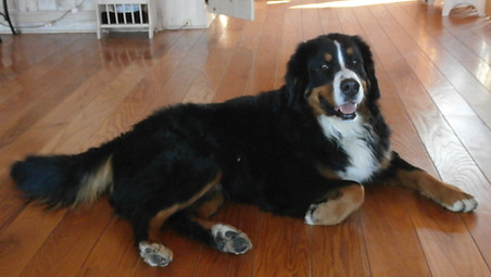 Bernese Mountain Dog