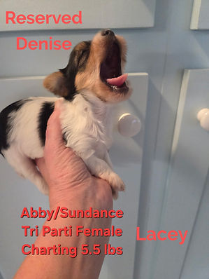 Yorkie puppies for sale