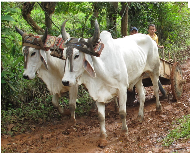 Oxen | Matapalo
