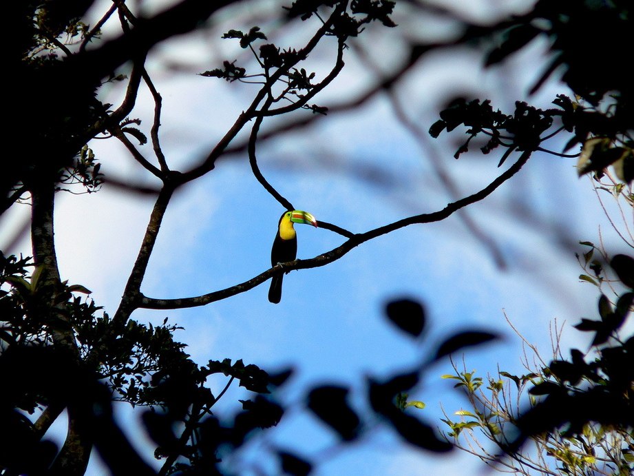 Toucan | Rincon De La Vieja