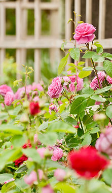 The Lookout_Garden_021.jpeg