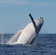 Humpback Whales near Stokes Bay