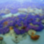 Island Hopping Tour Breve Azurine Lagoon Resort Karimunjawa