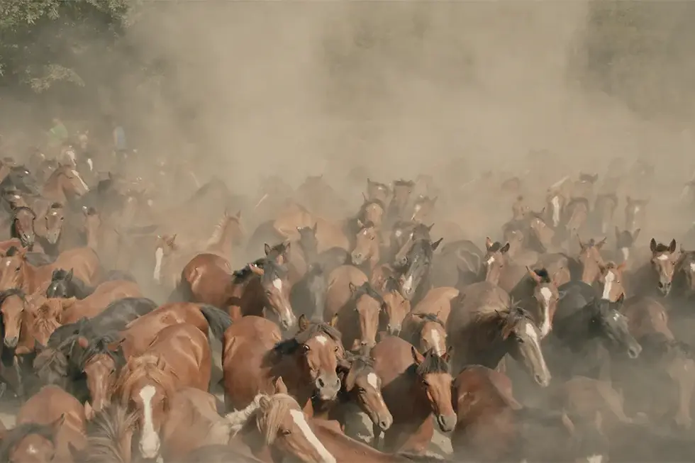 Cannes Docs: Emerging Talent