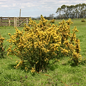 Gorse-11.png