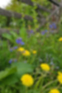 Dandelions