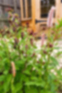 Persicaria