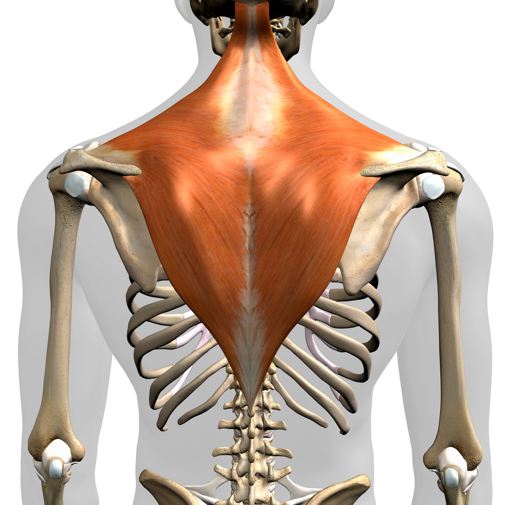 Pain between shoulder blades? Massage it yourself for instant relief.