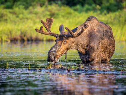 moose in the river