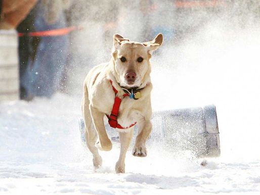 Sandpoint Winter Carnival