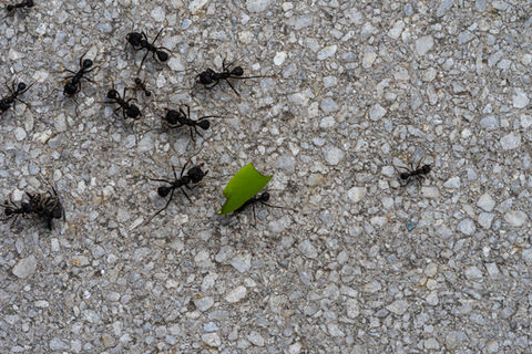 ants pest control eagle idaho