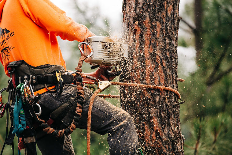 nortthwest-tree-care-tree-services002.jpeg