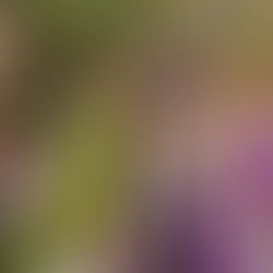 Sandpoint Renaissance Faire