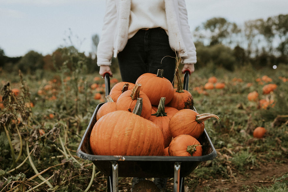 Becks- Harvest-House-2025-Fall-Harvest-Festival.jpeg
