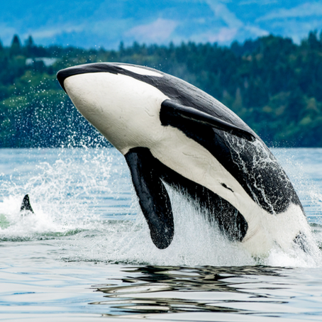 Answering the Call to Save our Waterways