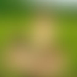 Q&A with Hilary Petterson, Kaniksu Folk School Coordinator