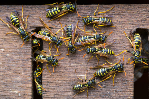 wasps pest control eagle idaho