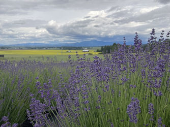2023 Lavender Festival