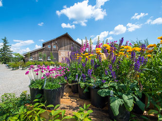 Summer Festival at New Leaf Nursery