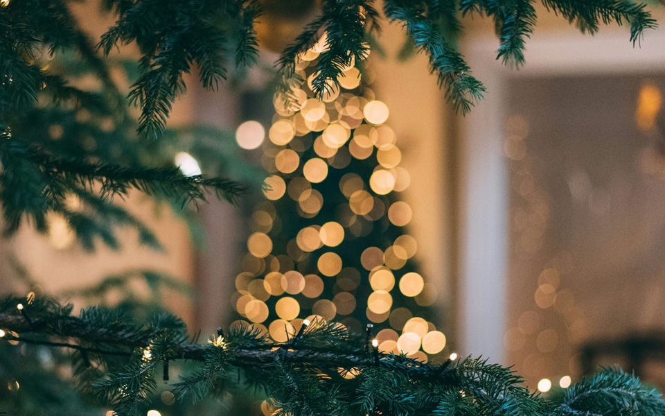 Close view of evergreen branches with warm lights glowing behind
