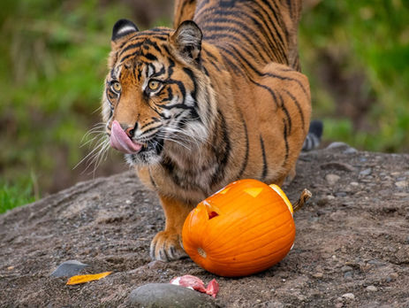 Zoo Boo 2026
