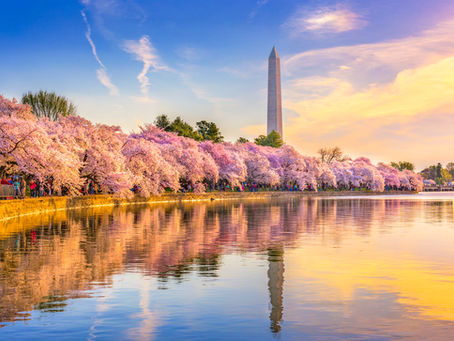 The National Cherry Blossom Festival