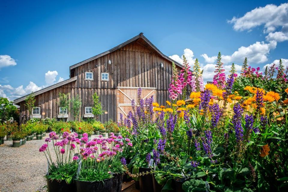 Summer Festival at New Leaf Nursery
