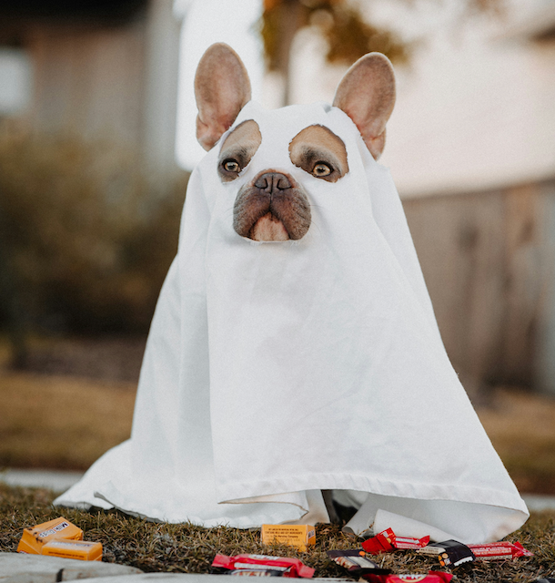 Trick or Treat in the Harbor