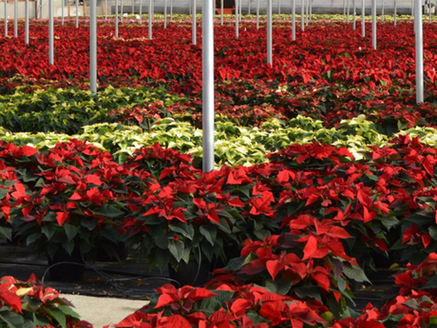 Poinsettia Greenhouse Tours