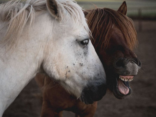 A Land with No Fences