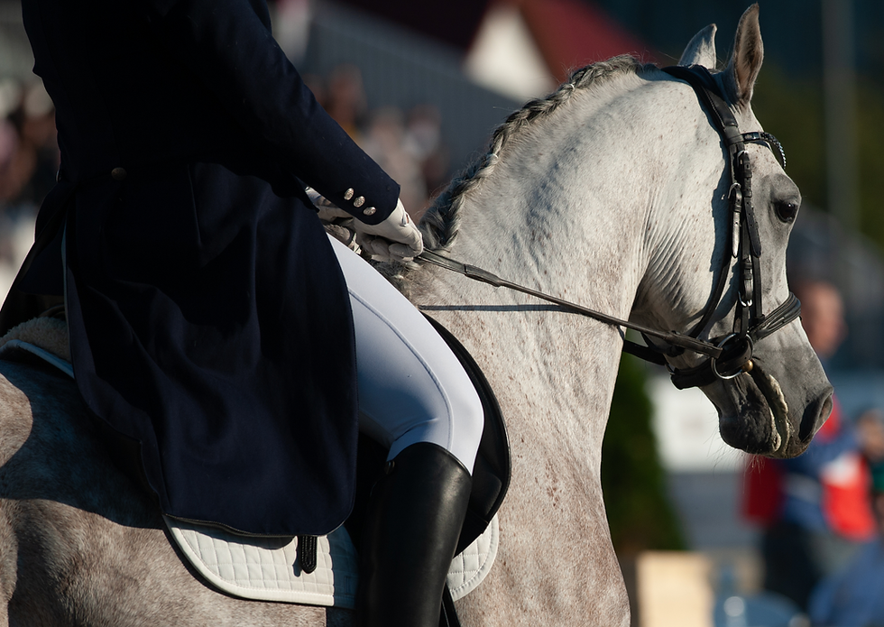 Equestrian in dark coat and white breeches rides a braided gray horse in a sunlit arena. Crowded stands in blurred background.
