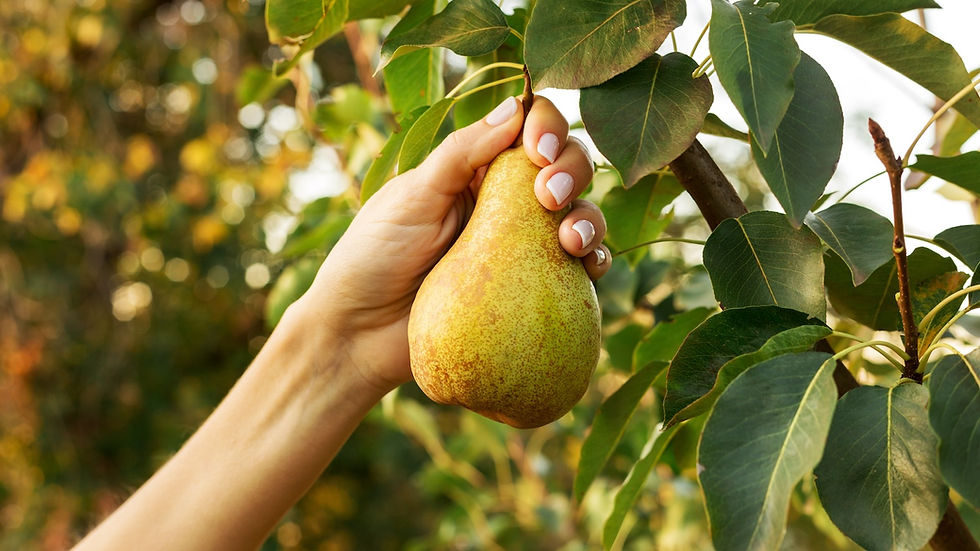 pear-tree-spokane-washington.jpeg