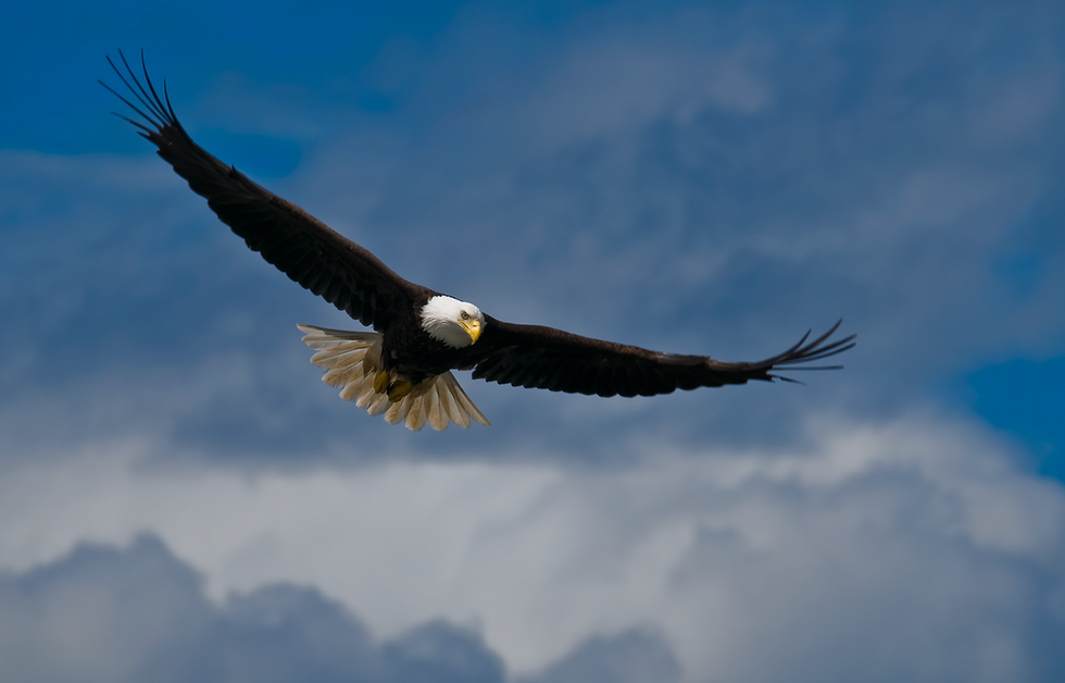 Soaring Eagle