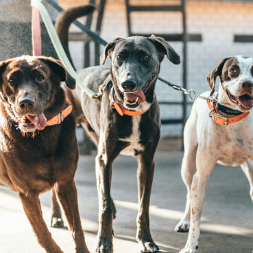 2026 Dog Days of Summerfest