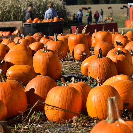Hickey Farms Harvest Fest