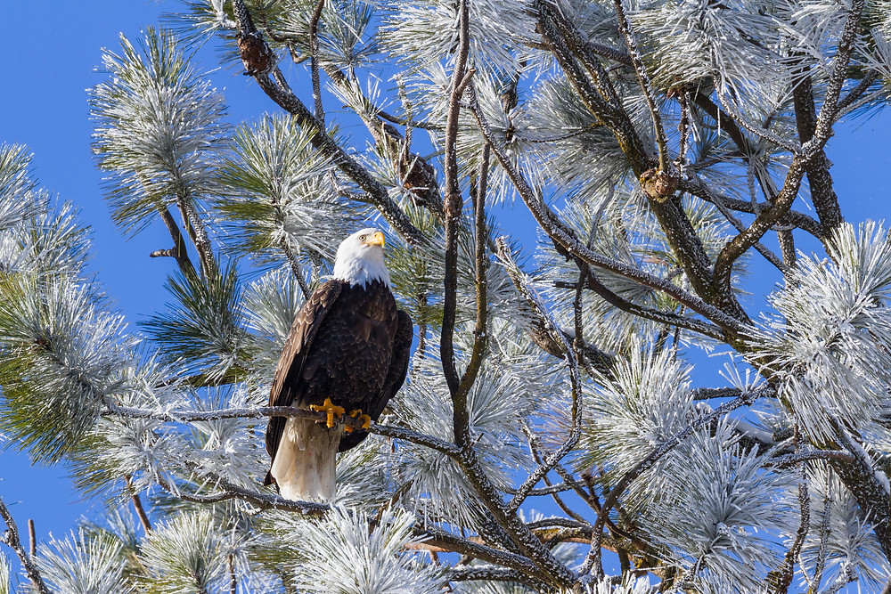 Celebrating Wildlife