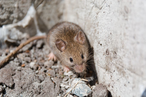 rodents pest control eagle idaho