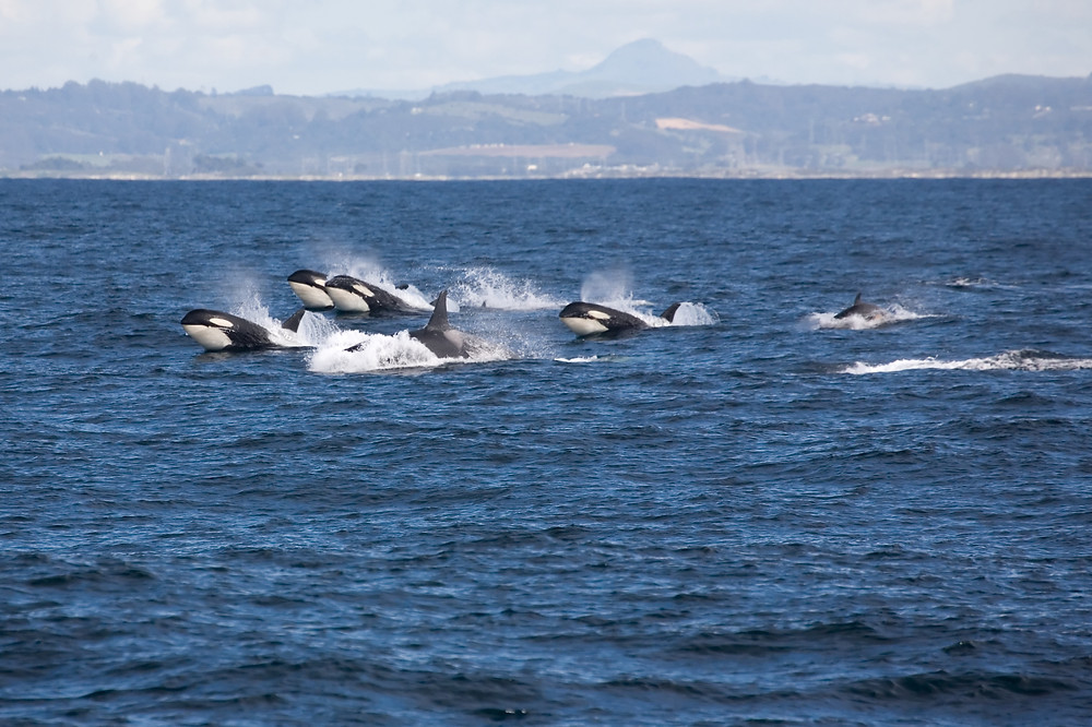 Apex Predators on the Brink of Being Endangered